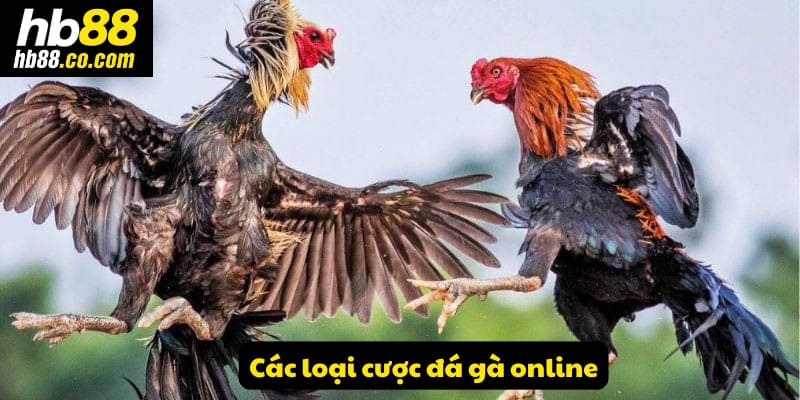 Một số loại đặt cược đá gà online nổi bật