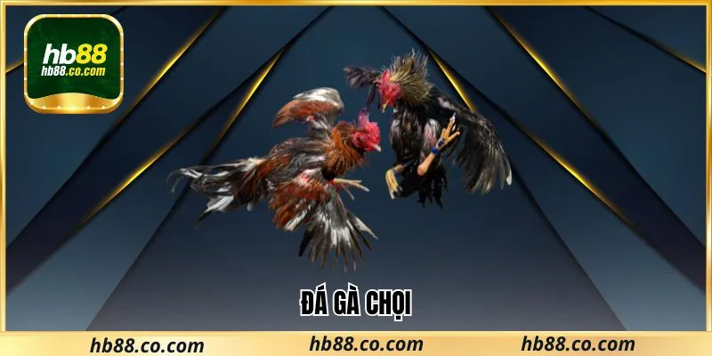 Cùng Hb88 tìm hiểu đá gà chọi